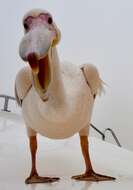 Image of Great White Pelican