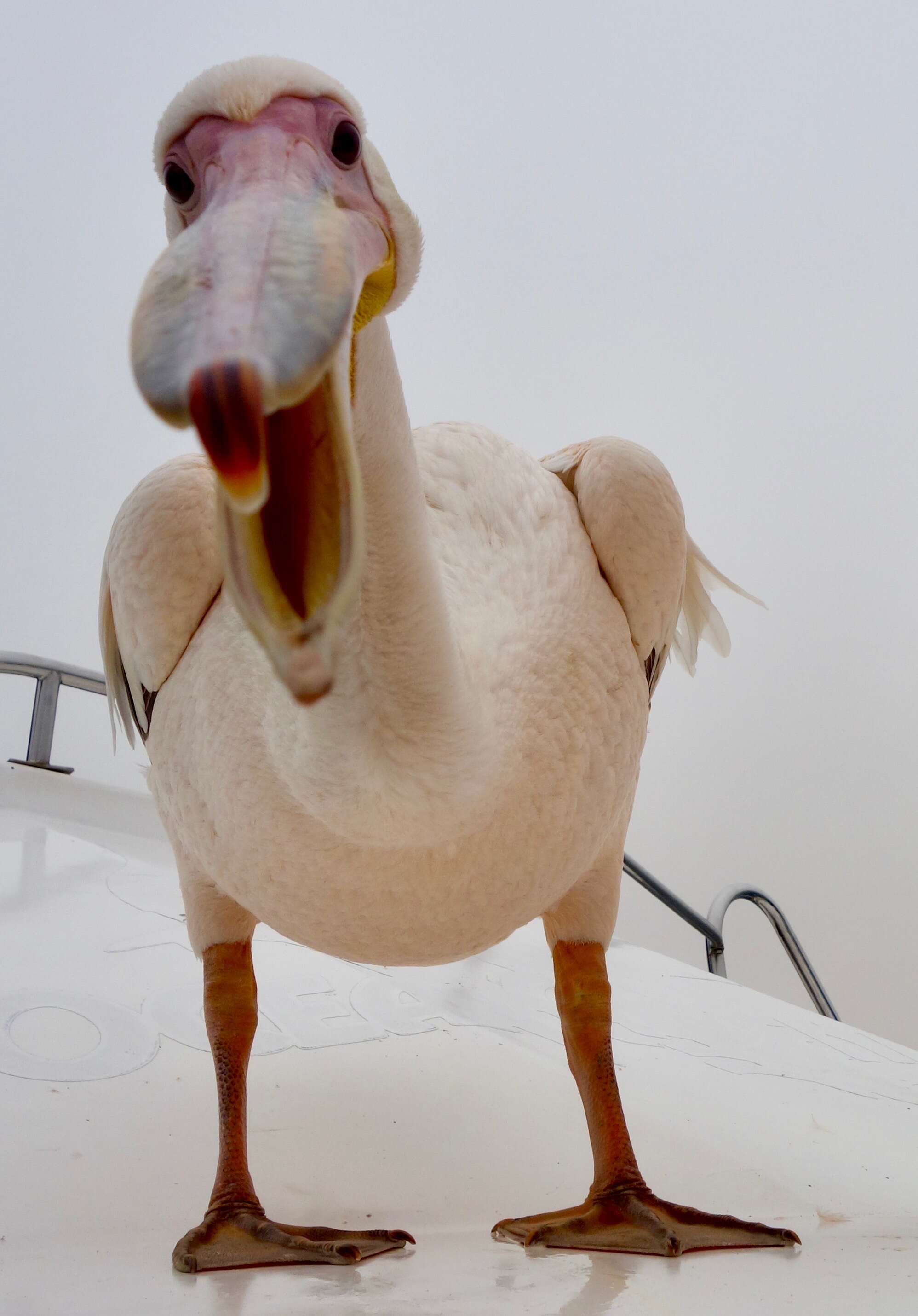 Image of Great White Pelican