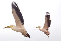 Image of Great White Pelican