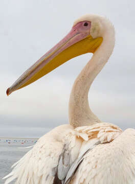 Image of Great White Pelican