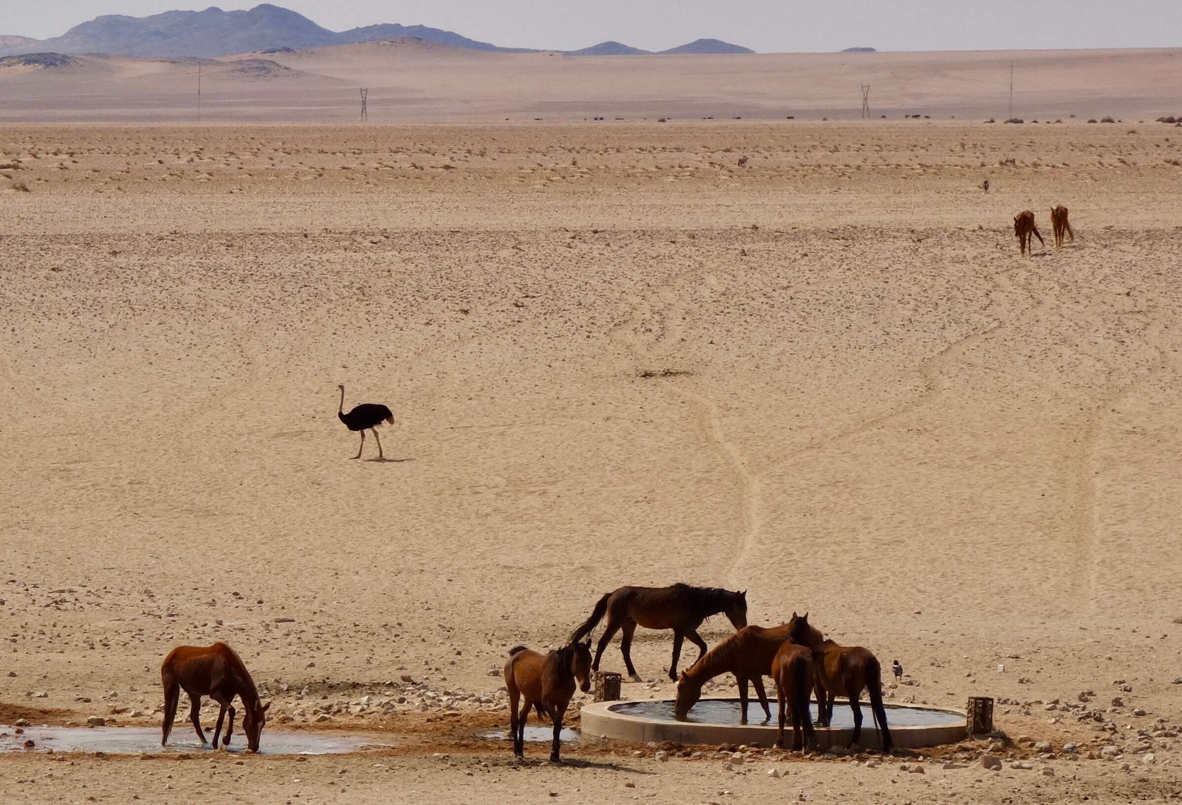 Image of ostriches