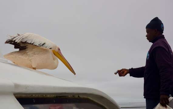 Image of Great White Pelican