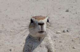 Image of African ground squirrel