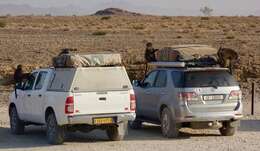 Image of Chacma Baboon