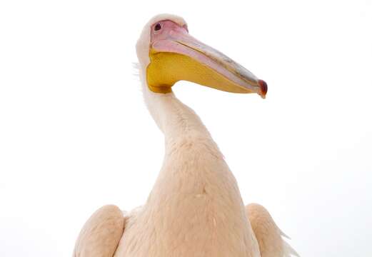 Image of Great White Pelican