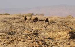 Image of Chacma Baboon