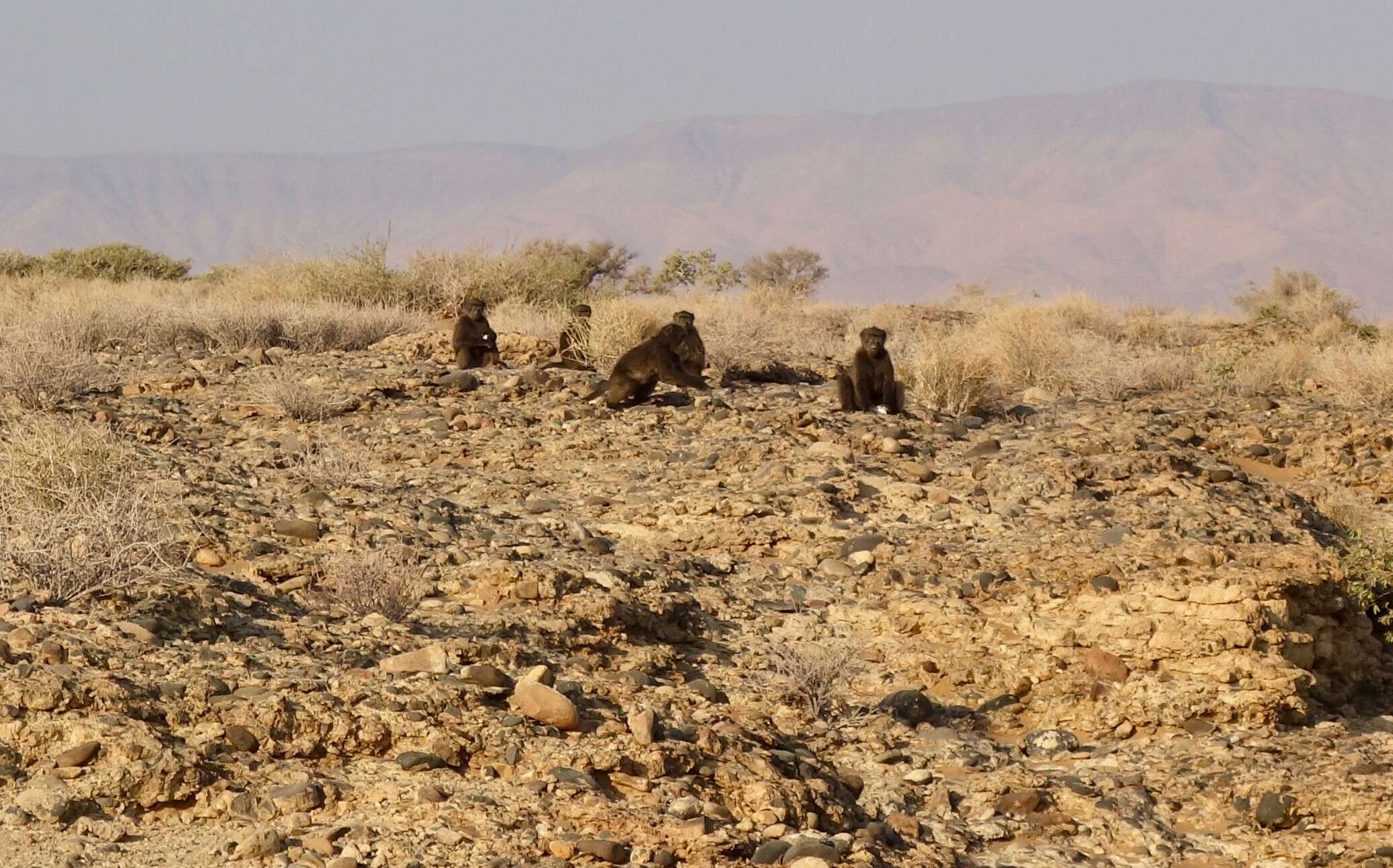 Image of Chacma Baboon