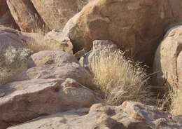 Image of Rock Hyrax