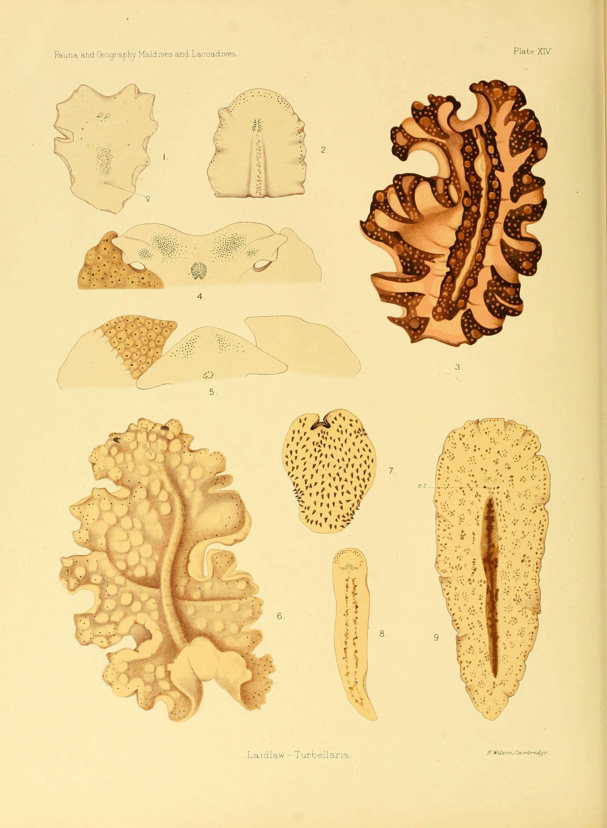 Image of white and purple flatworm