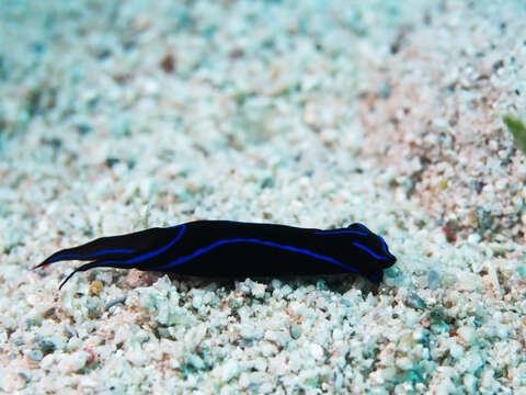 Image of Black and blue swallowtail slug