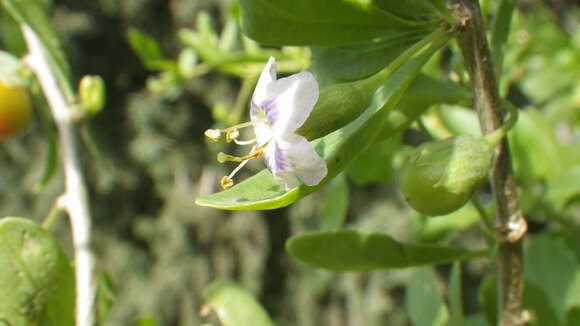 Image of African boxthorn