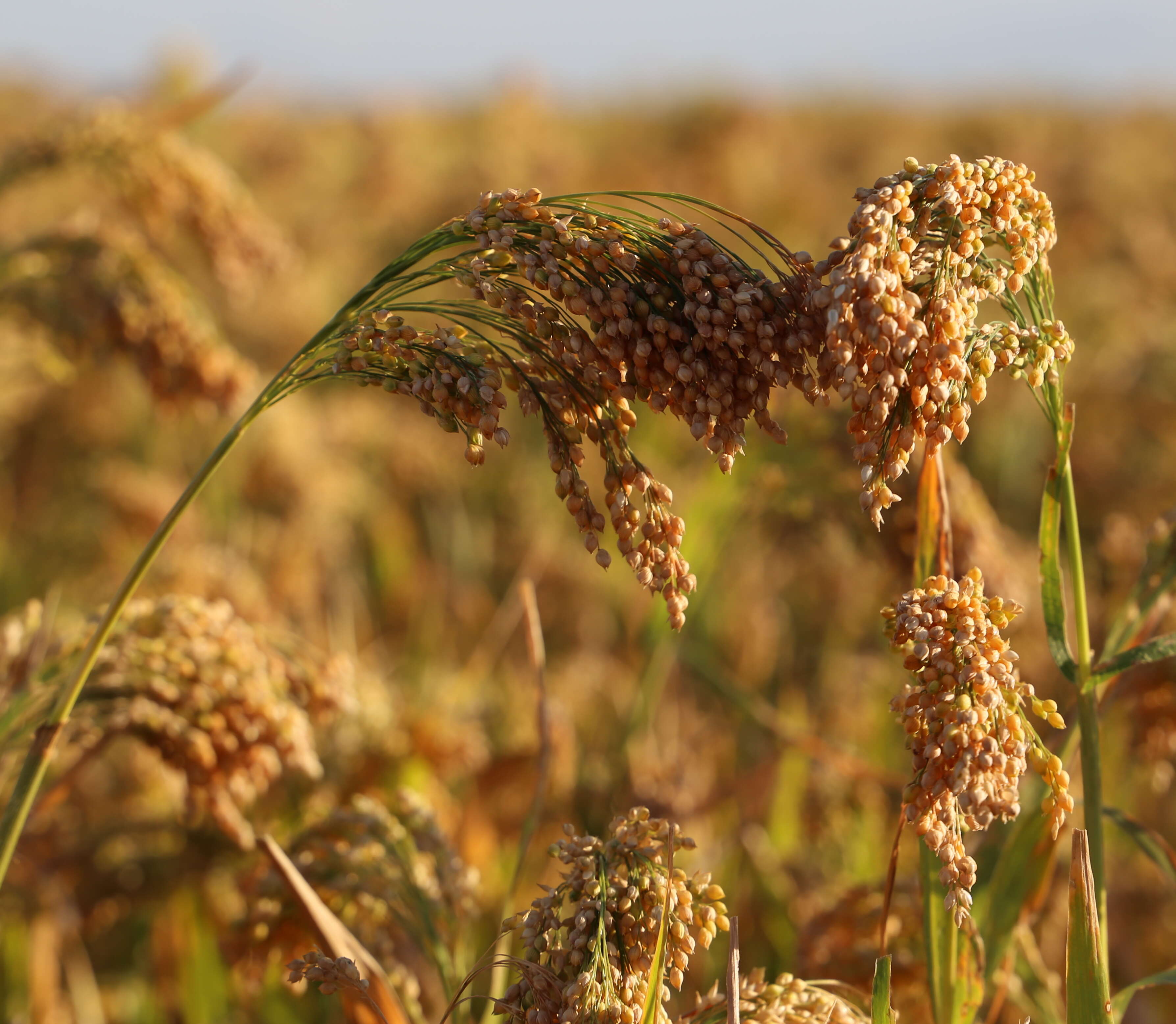 Imagem de Panicum miliaceum L.