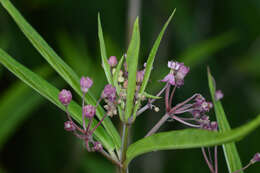 Imagem de Asclepias incarnata L.