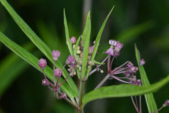 Image of swamp milkweed