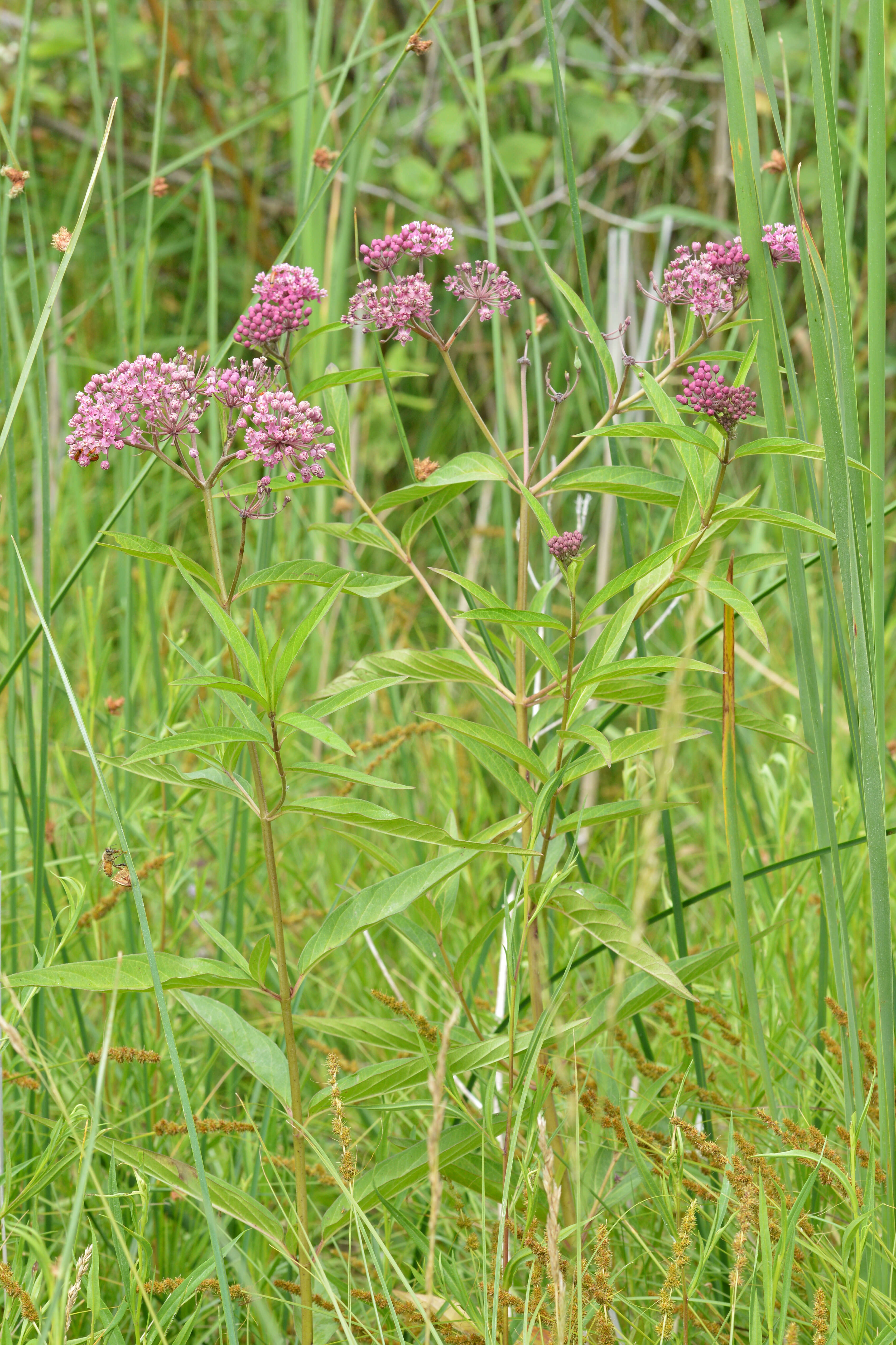 Image of swamp milkweed