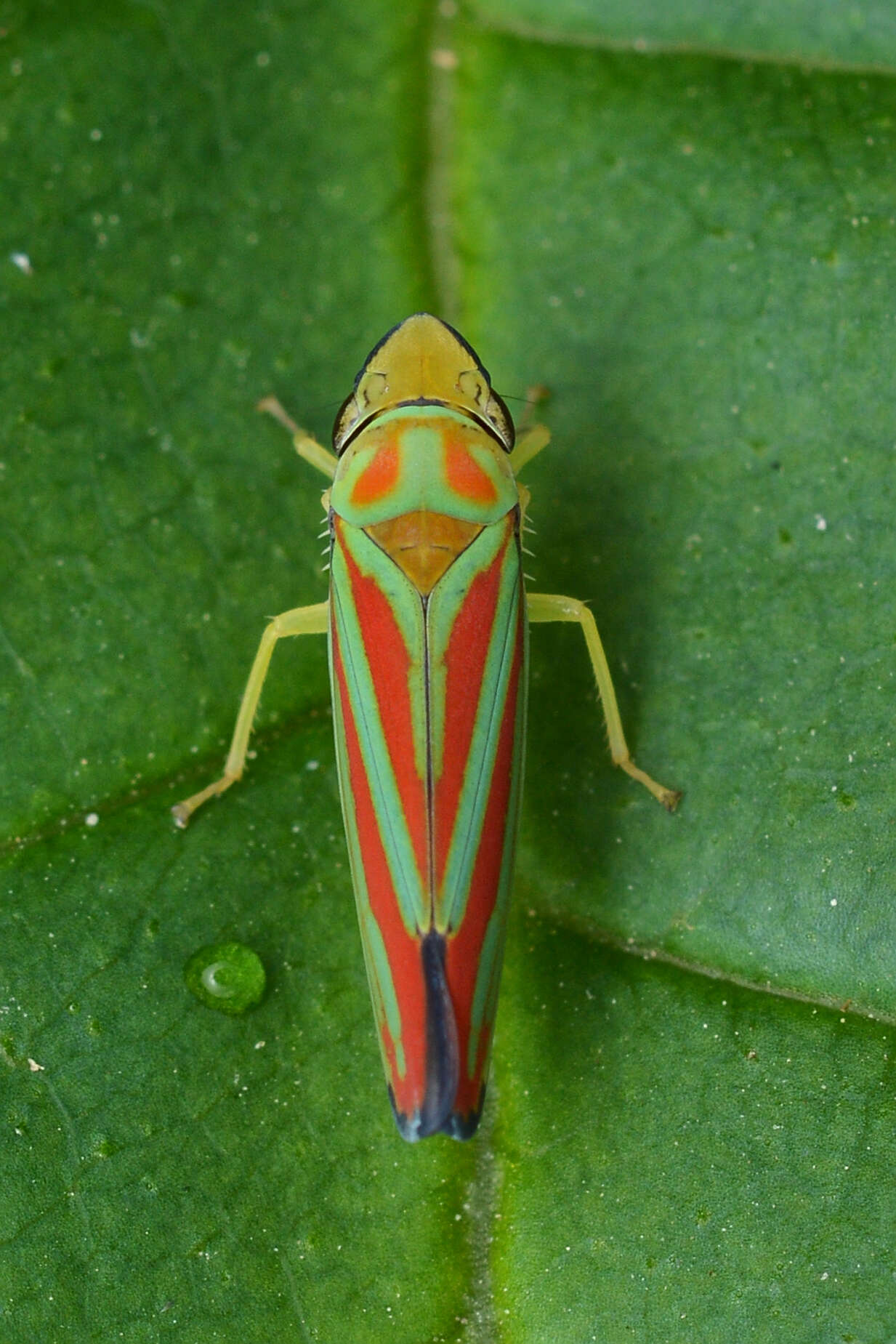 Graphocephala coccinea (Forster & J. R. 1771)的圖片