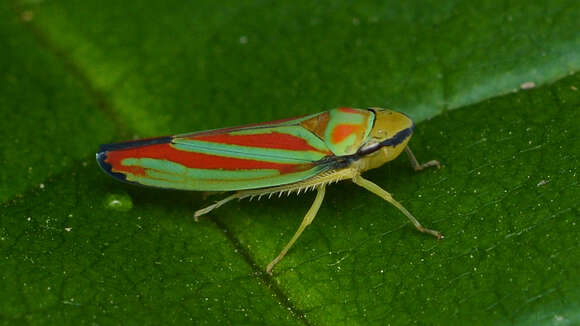 Graphocephala coccinea (Forster & J. R. 1771)的圖片