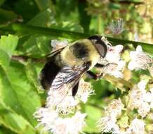 Imagem de Eristalis flavipes Walker 1849