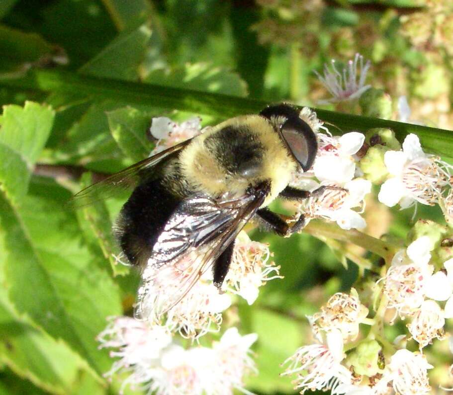 Imagem de Eristalis flavipes Walker 1849