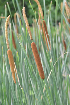 Image of Lesser Bulrush