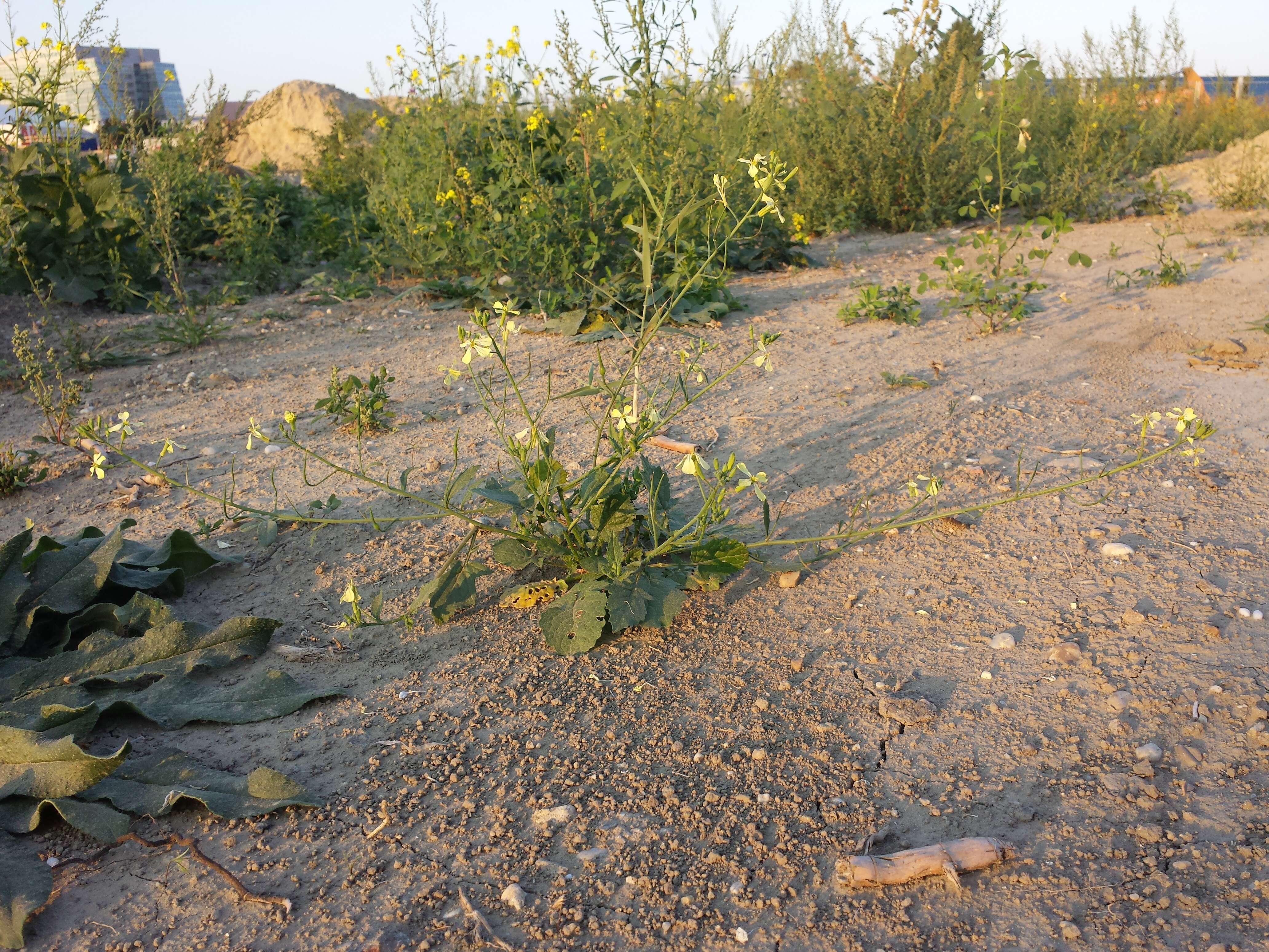 Image of wild radish