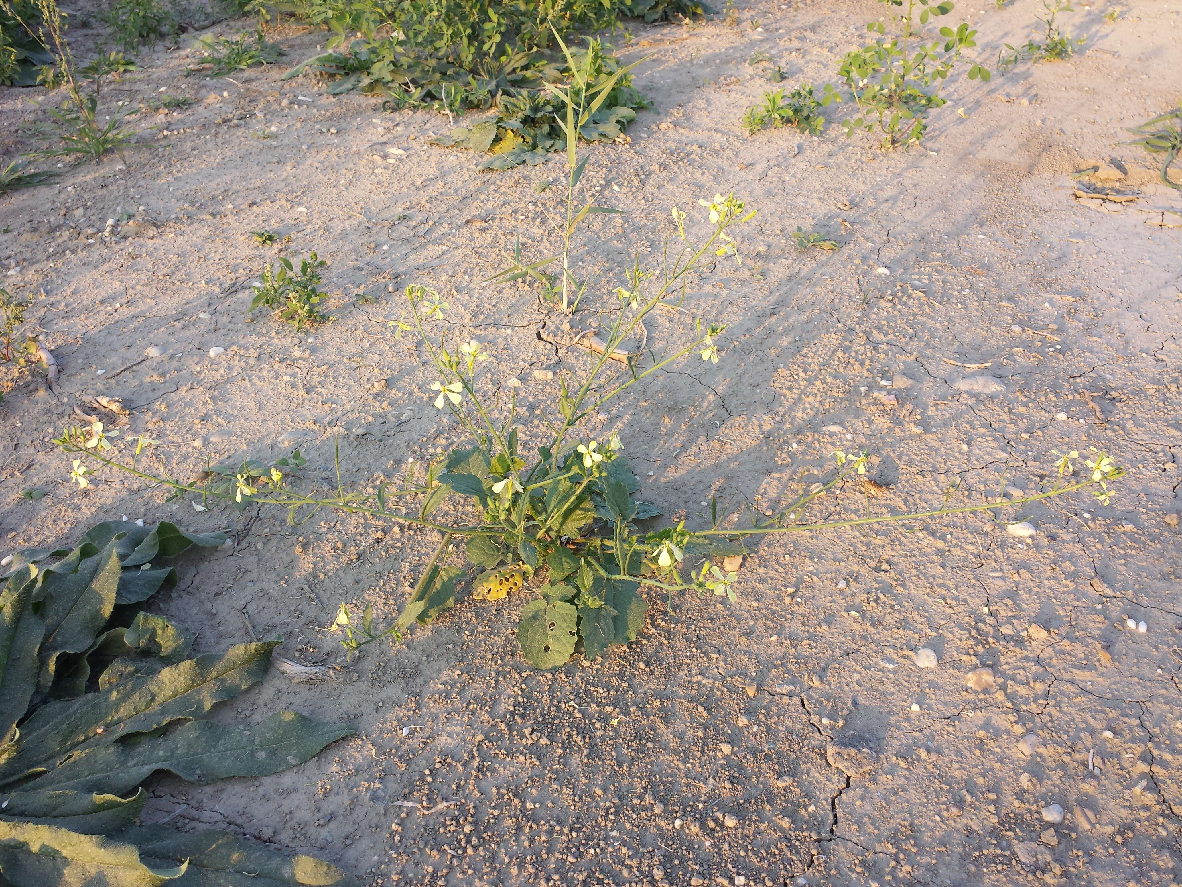 Image of wild radish