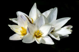 Image of white-and-yellow-flower cornlily