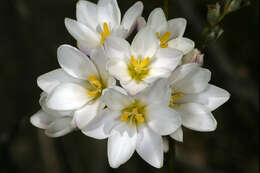 Image of white-and-yellow-flower cornlily