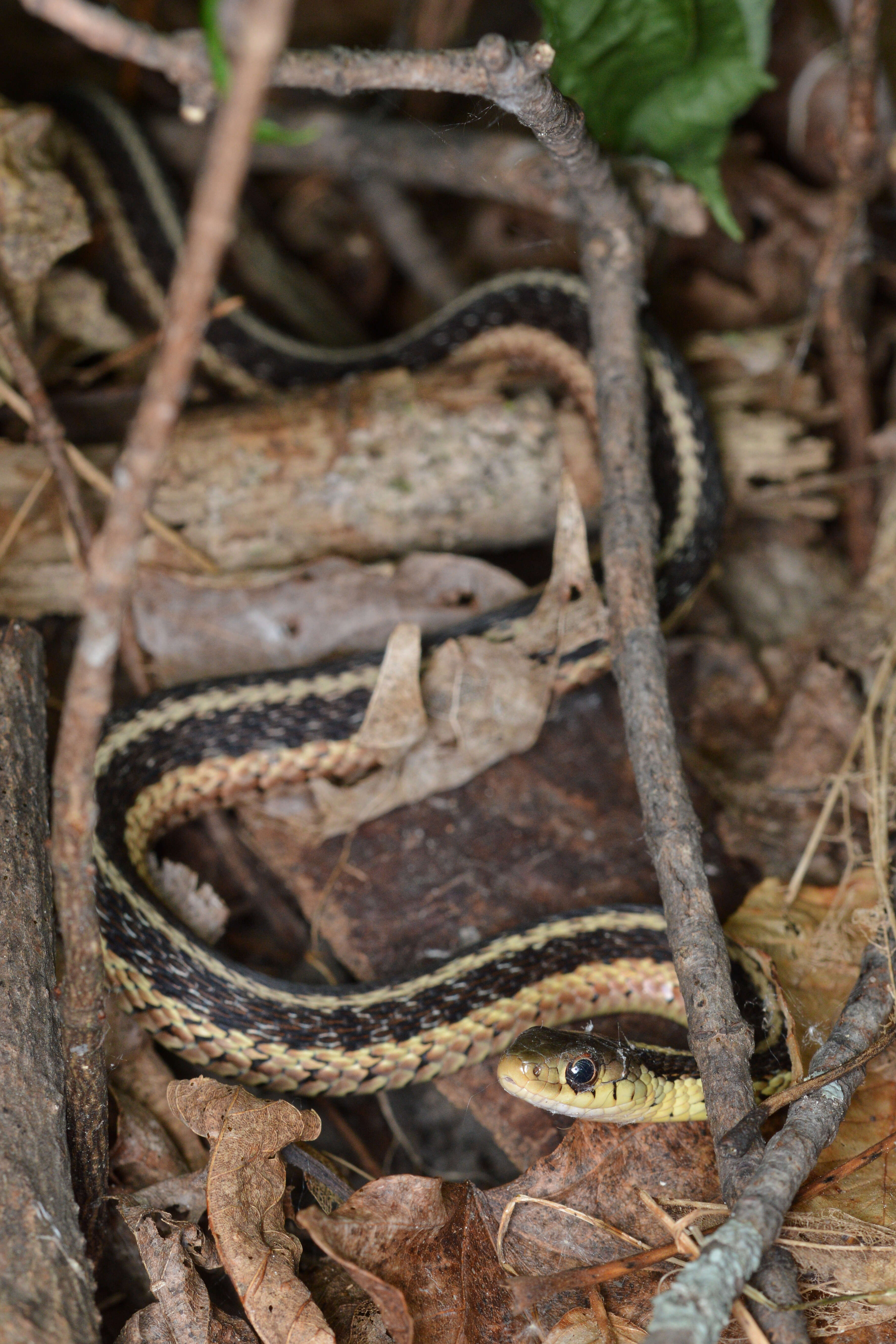 Image of Common Garter Snake