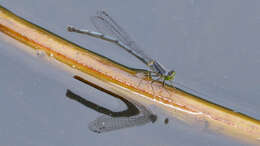 Image of Eastern Forktail