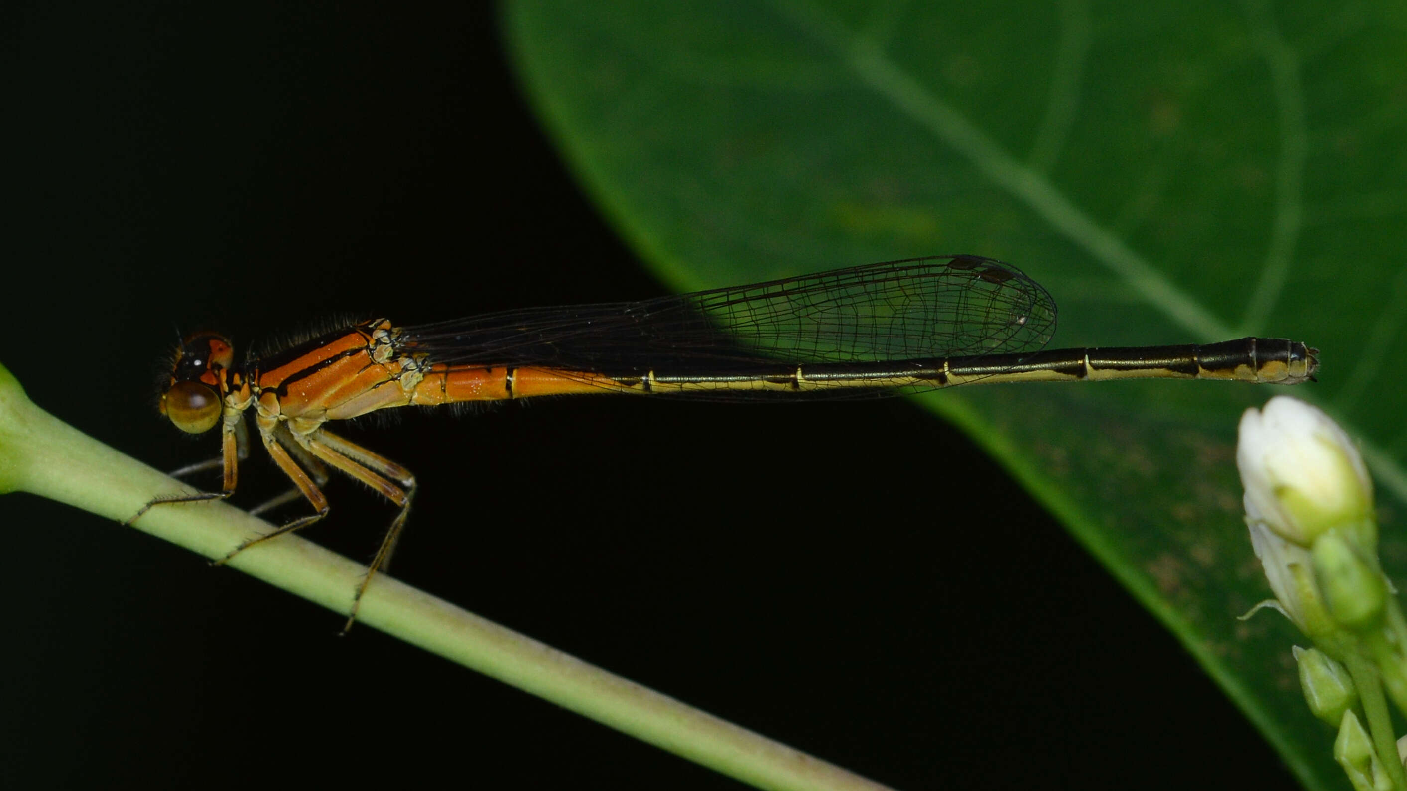 Image of Eastern Forktail