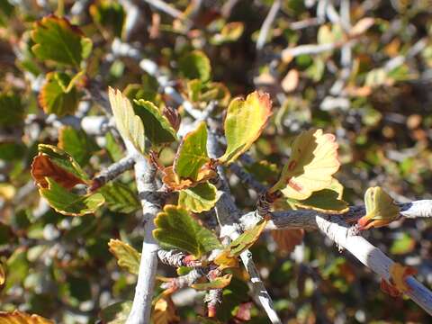 Image of alderleaf mountain mahogany