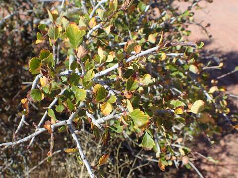 Image of alderleaf mountain mahogany