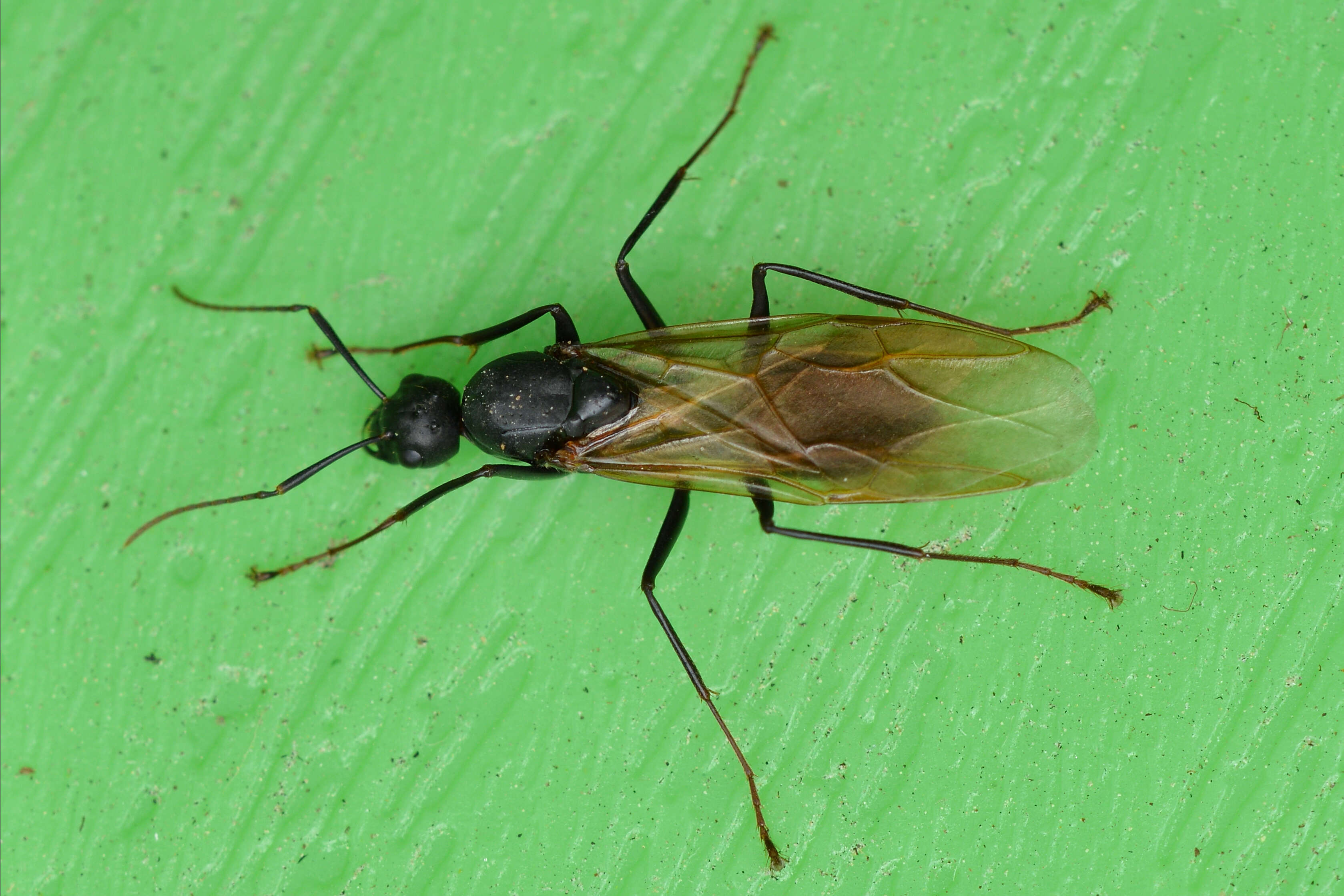 Image of (Eastern) black carpenter ant