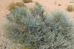 Image de Ephedra torreyana S. Watson