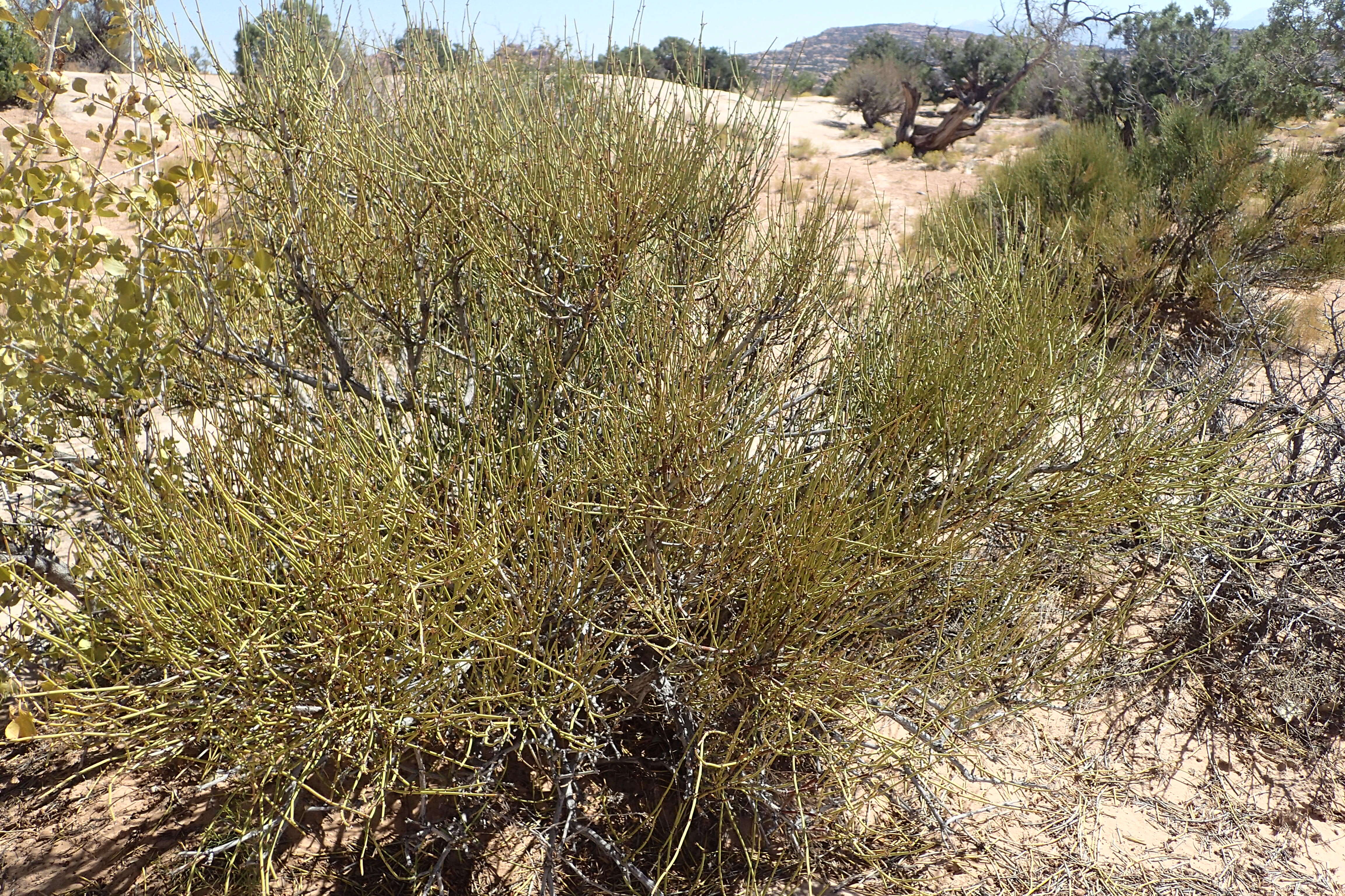 Image of Green Ephedra