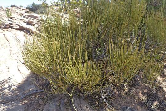 Image of Green Ephedra