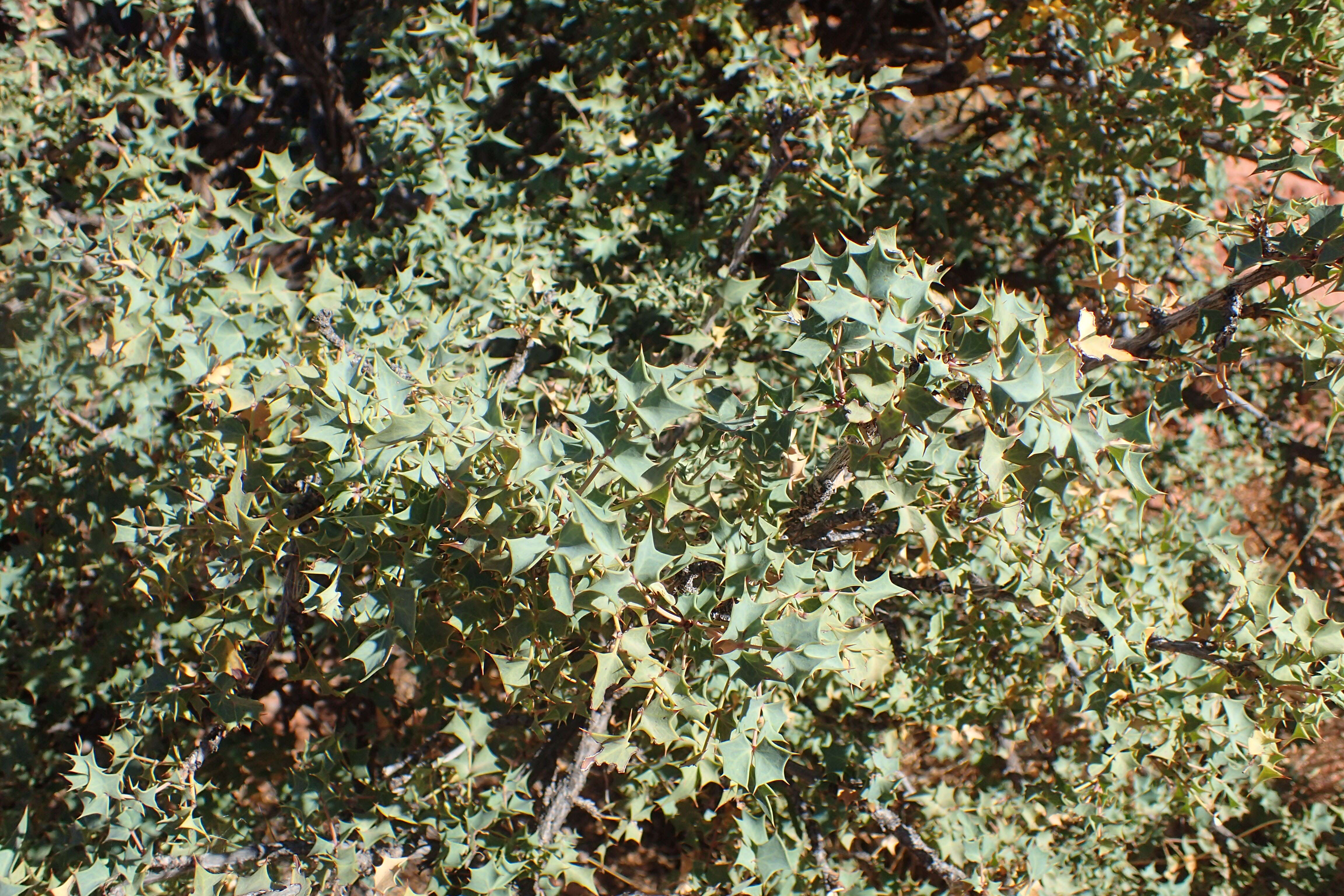Image of Fremont's mahonia