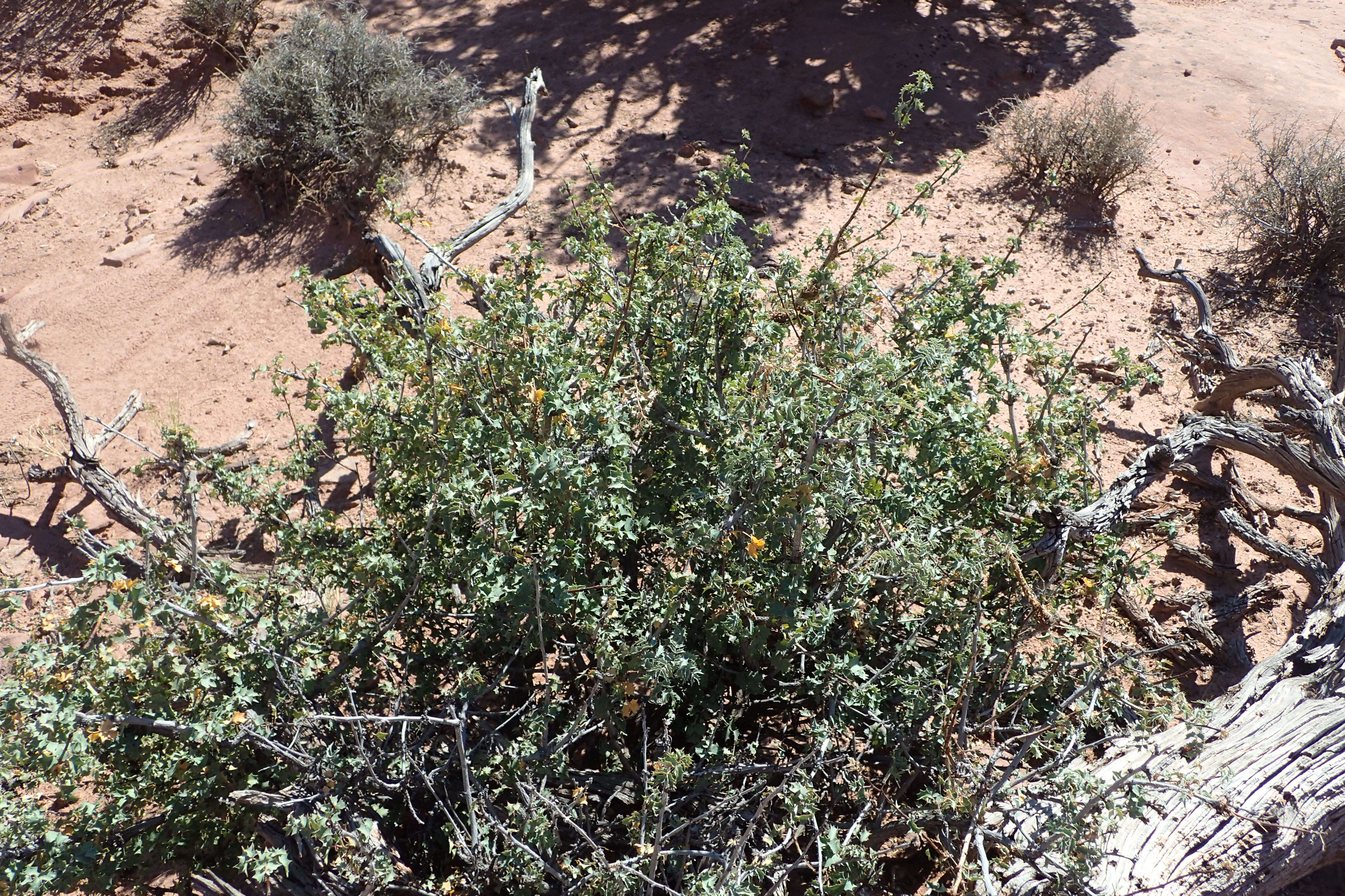 Image of Fremont's mahonia