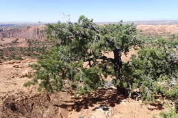 Image of Colorado Pinyon