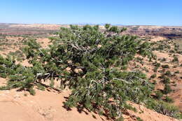 Image of Colorado Pinyon