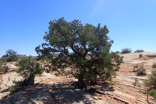 Image of Colorado Pinyon