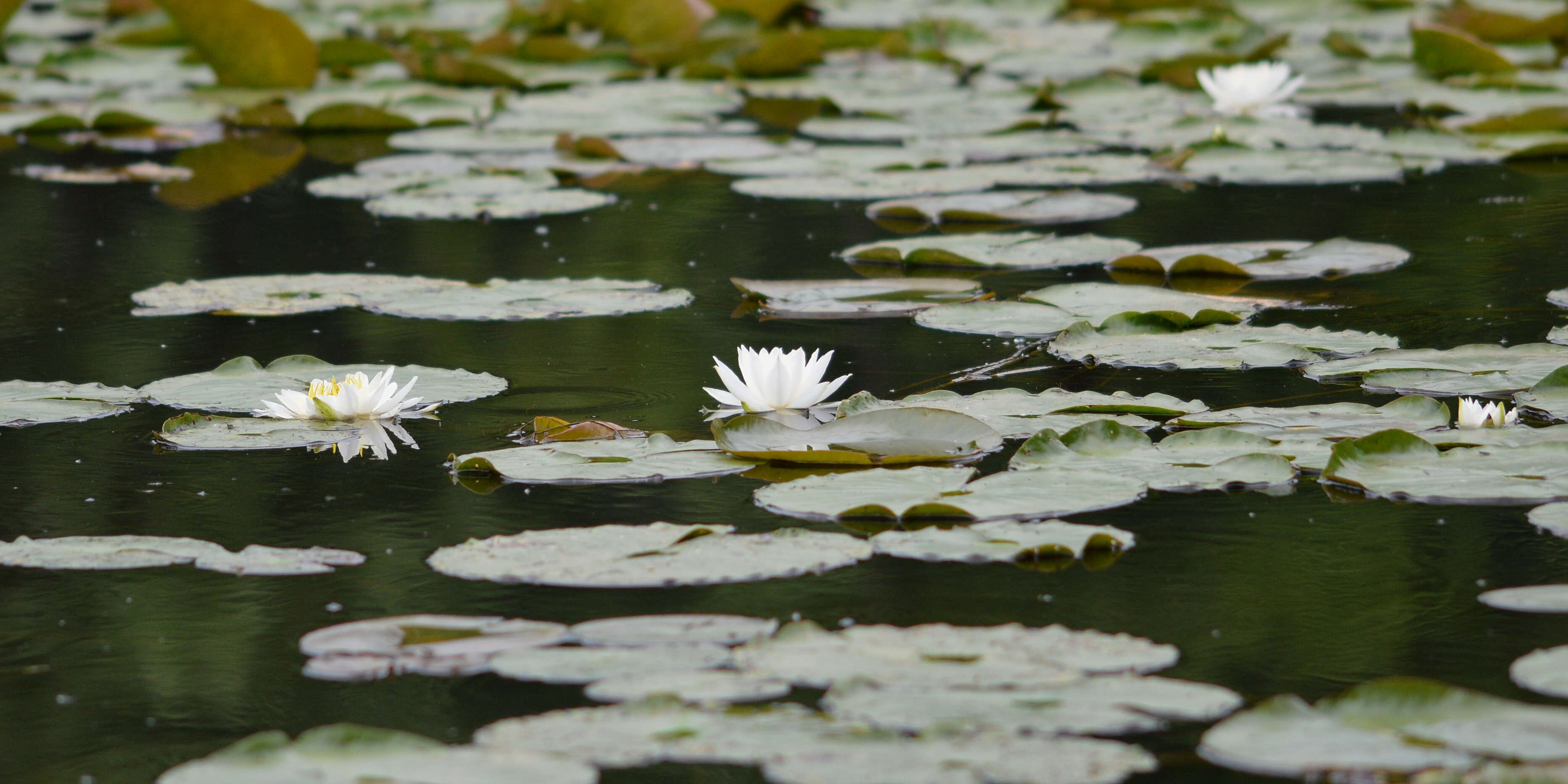 Image of American white waterlily