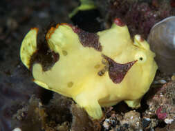 Image of Wartskin anglerfish