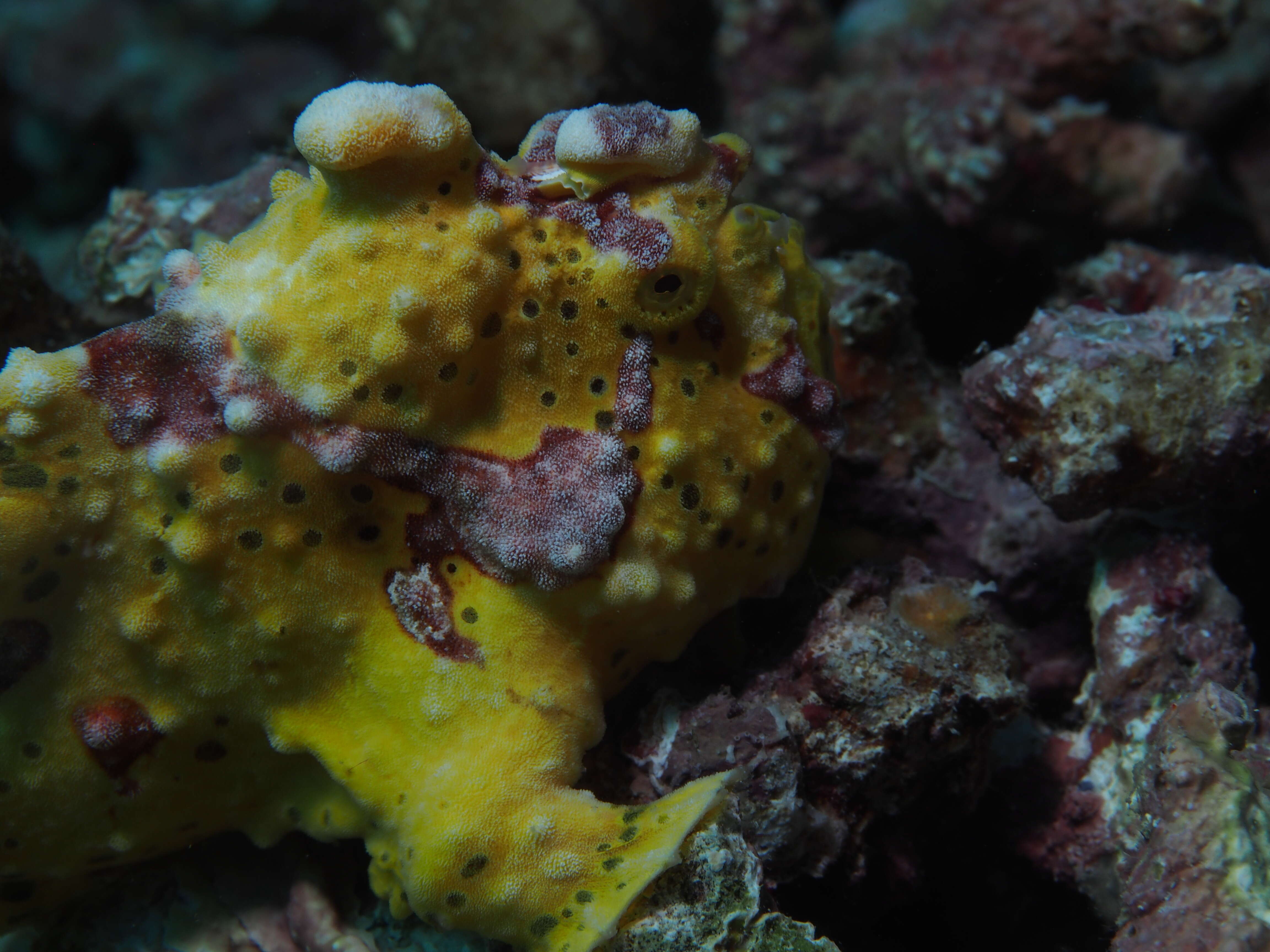 Image of Wartskin anglerfish