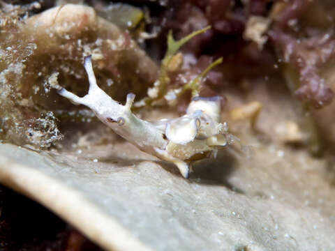 Image of Dwarf sea hare