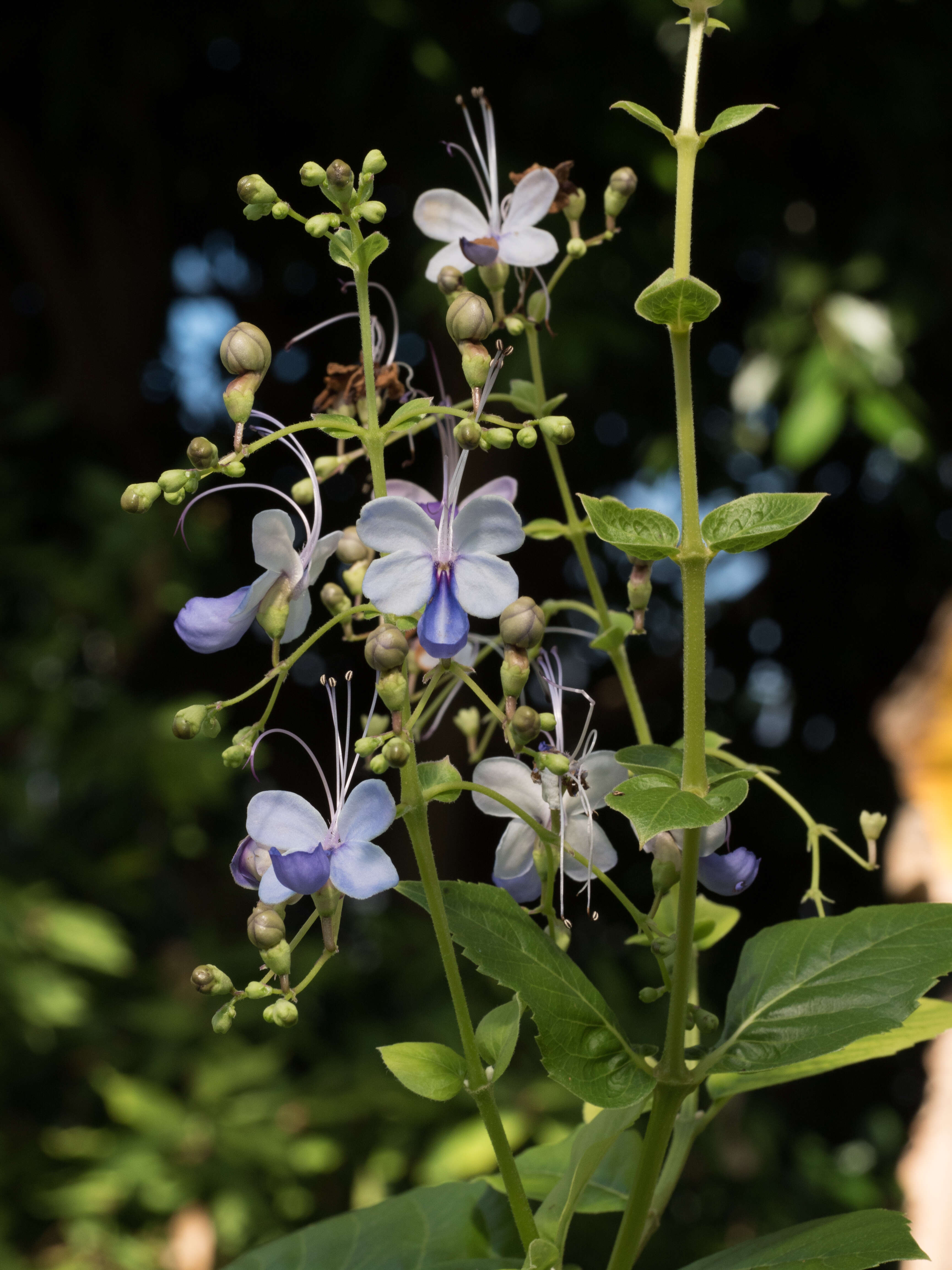 Image of Blue cat's whiskers