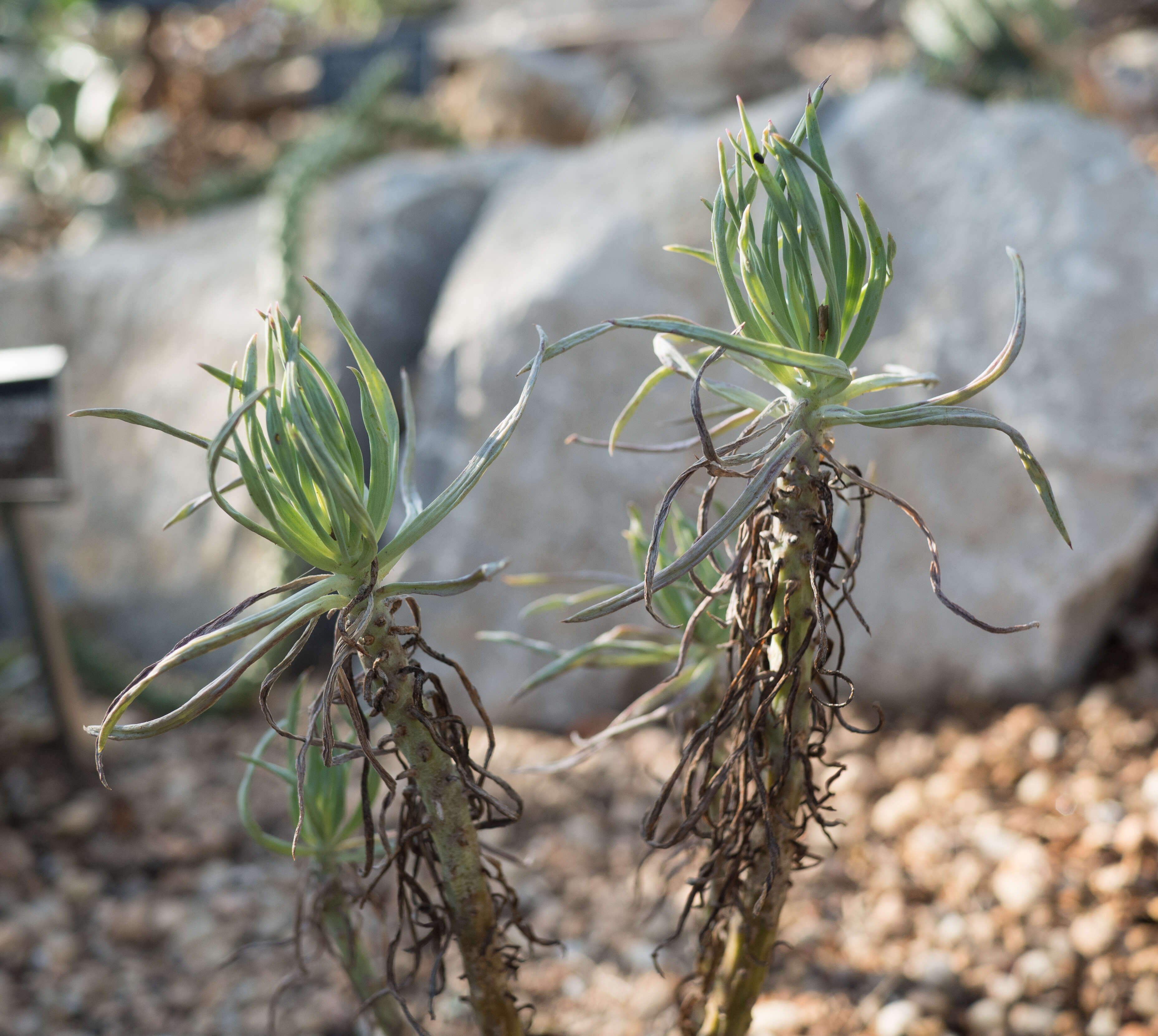 Plancia ëd Kleinia petraea (R. E. Fr.) C. Jeffrey