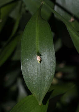 Imagem de Ruscus hypoglossum L.