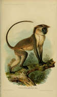 Слика од Cercocebus galeritus Peters 1879